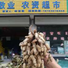 重慶市酉陽(yáng)縣三億農(nóng)業(yè)開發(fā)公司 多元產(chǎn)業(yè)布局助力鄉(xiāng)村振興